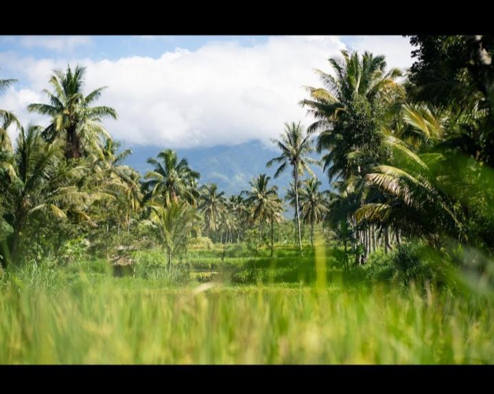 Citra Homestay Tetebatu Eksteriør billede